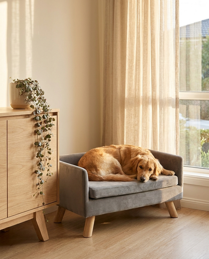 Dog relaxing on The Lounge grey velvet dog sofa bed | PawHaus Co