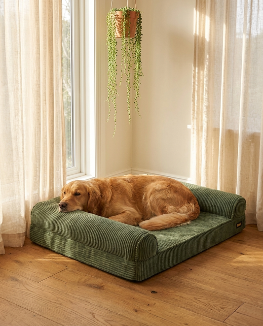 Dog resting on The Sage Bolster sage corduroy orthopedic dog bed | PawHaus Co |c:Sage Green