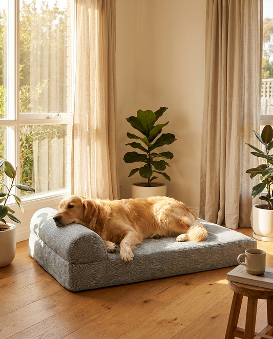 Large dog resting on The Endurance Bed orthopedic memory foam dog bed | PawHaus Co