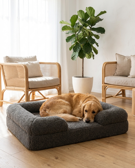 The Boucle Sofa grey boucle dog sofa bed in an airy Australian living room | PawHaus Co |c:Grey