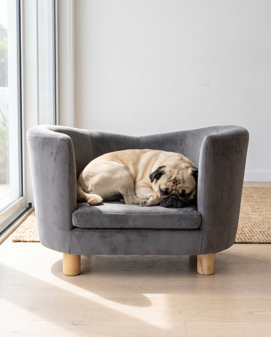 Pug curled asleep on The Armchair grey velvet dog tub chair, showing true size | PawHaus Co |c:Grey