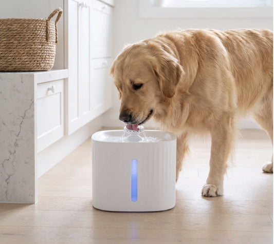 Golden retriever drinking from The Fresh Spring pet water fountain in a bright kitchen | PawHaus Co