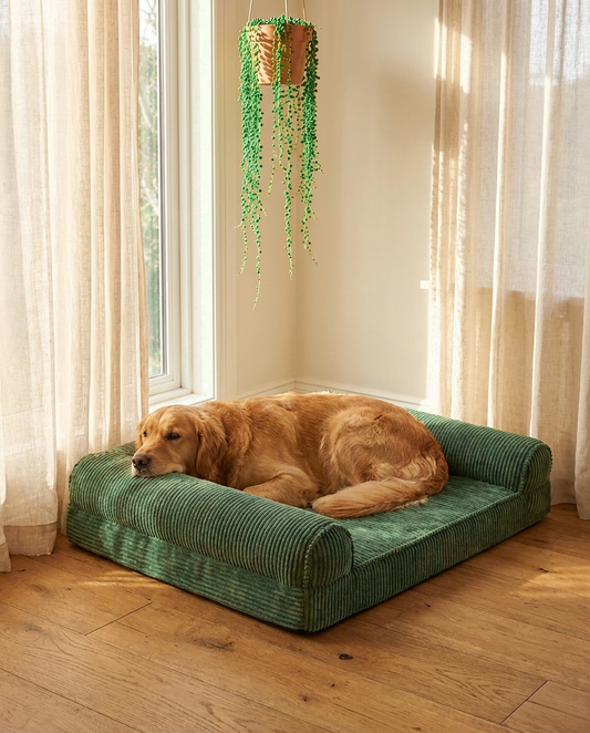 Dog resting on The Sage Bolster sage corduroy orthopedic dog bed | PawHaus Co |c:Sage Green